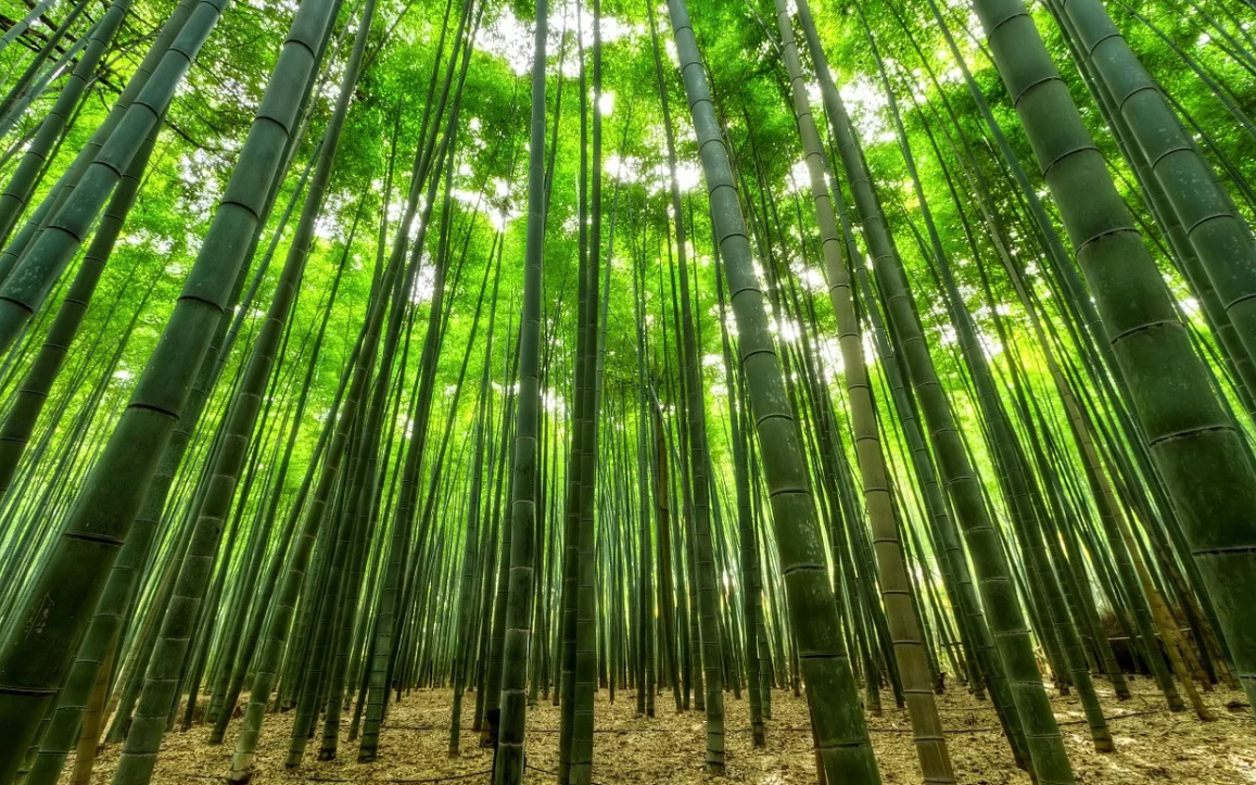 awaji bamboo encens japonais awaji island koh shi