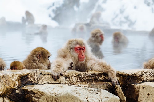 singe bain bien être japon onsen chaud parfum ambiance