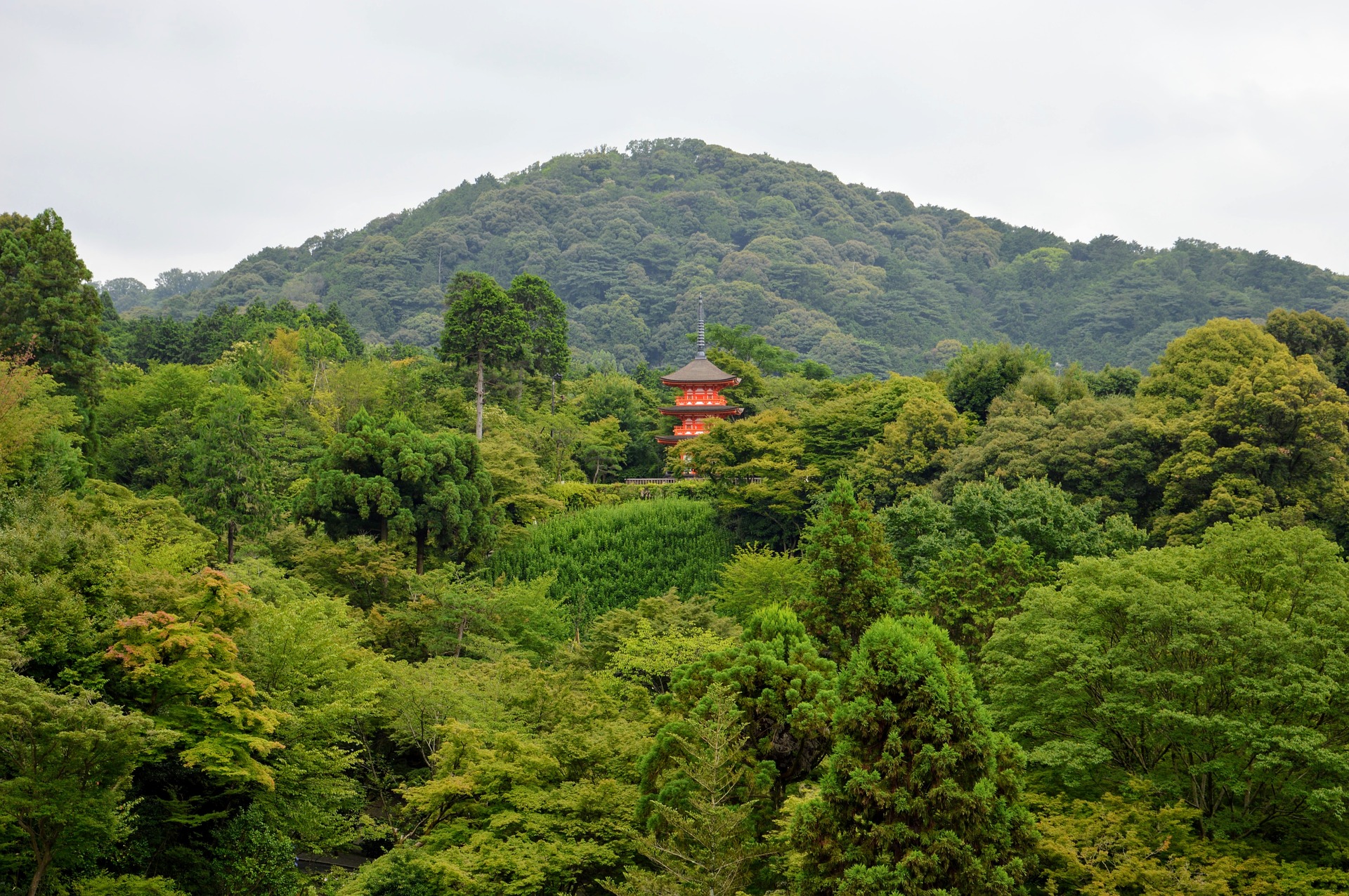 scent of forest encens japonais awaji island koh shi