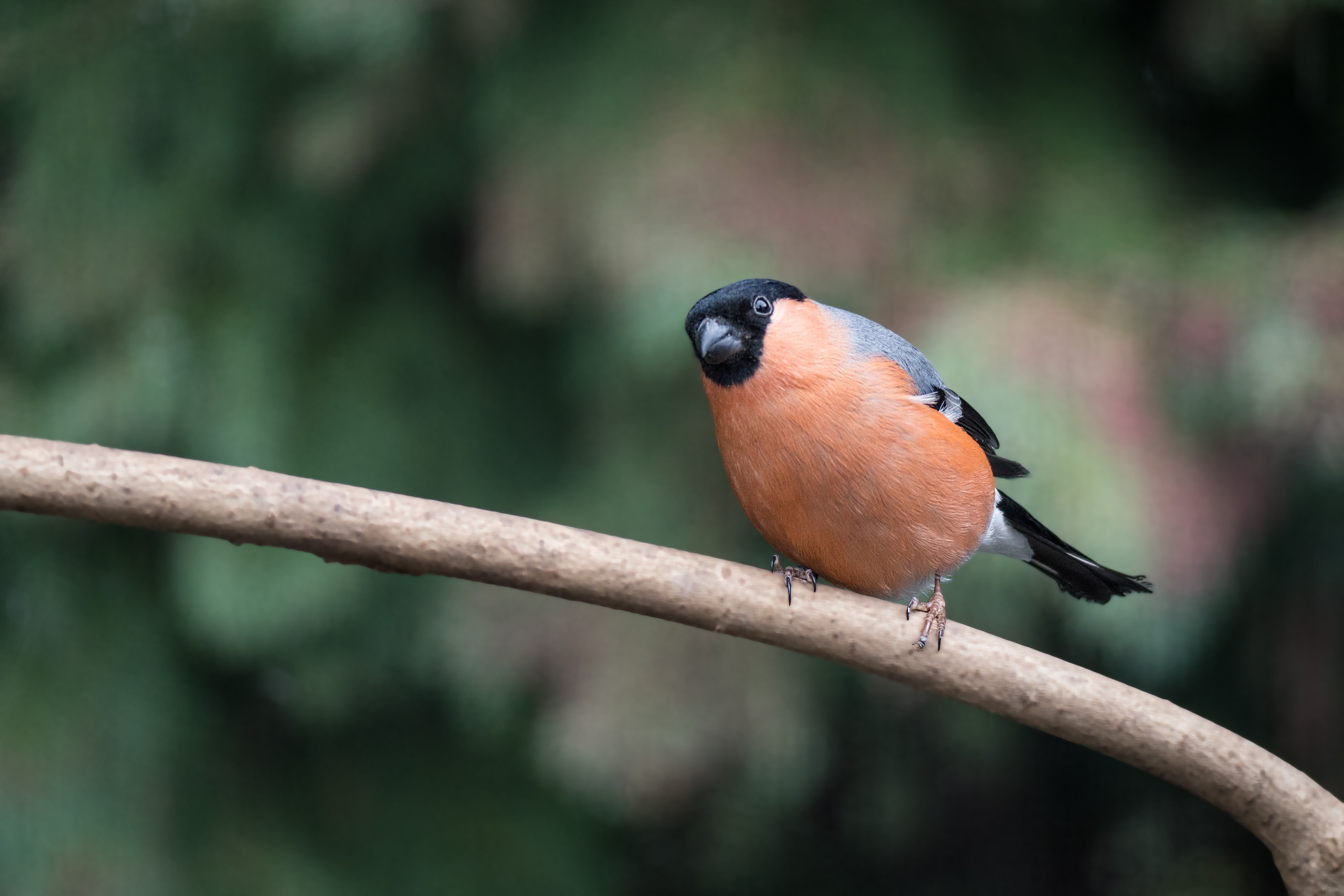 Uso or Eurasian Bullfinch