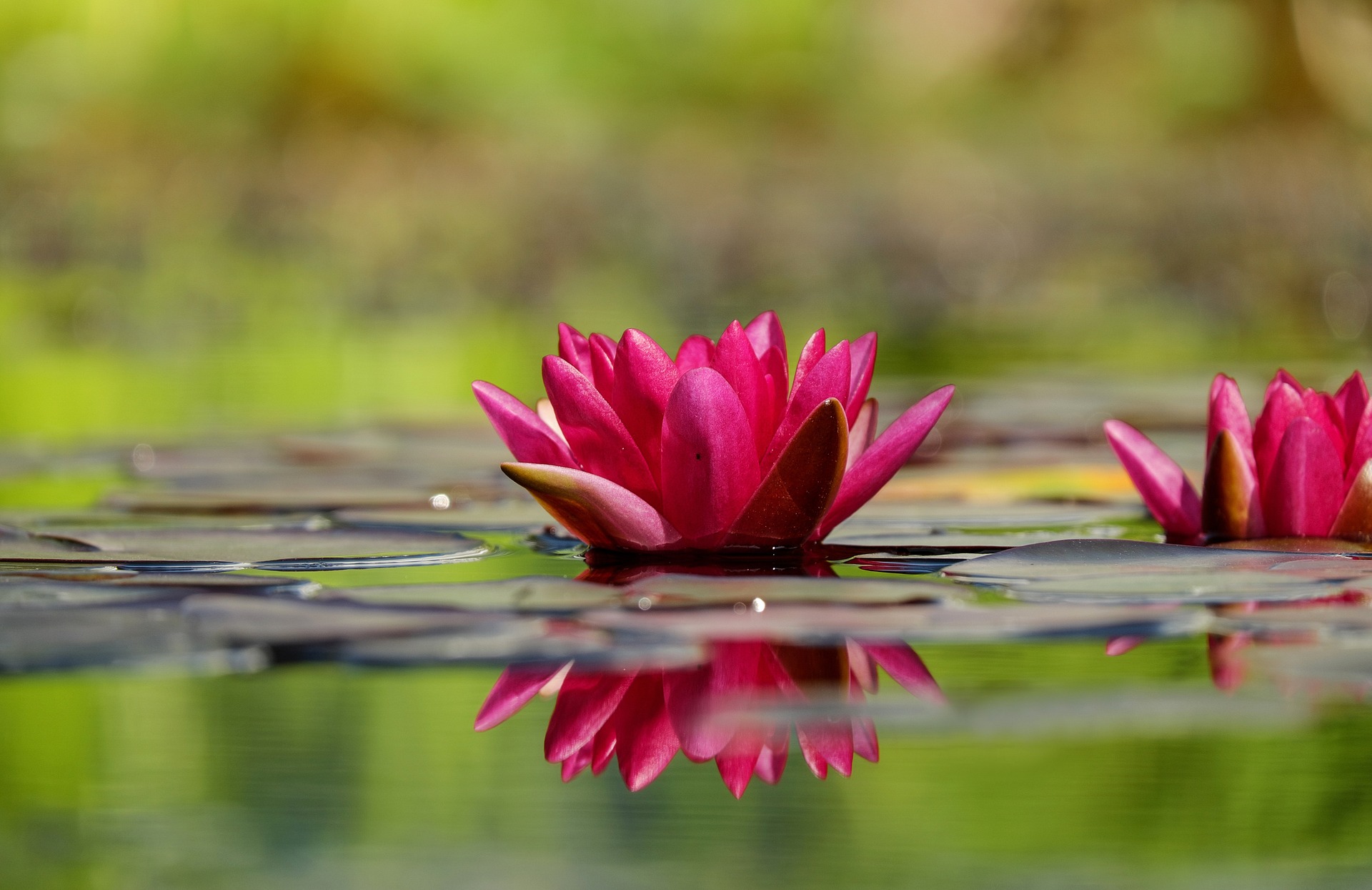 Water Lily Nymphea  ou Nénufar